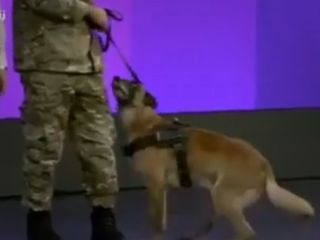 پلیس میگه این سگ مواد یاب تولید داخلی هست ولی فقط زبان فرانسوی رو میفهمه!!