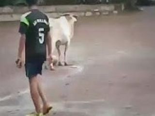 گاوی که با پسربچه ها فوتبال بازی می کند