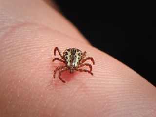 مجلس آمریکا خواستار توضیح پنتاگون درباره استفاده از «کنه » به عنوان سلاح شد