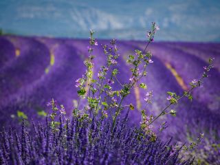 فال روز چهارشنبه ۱۷ جولای - ۲۶ تیر.