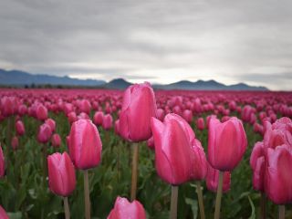 فال روز جمعه ۱۹ جولای - ۲۸ تیر.