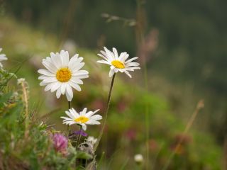 فال روز پنجشنبه ۲۵ جولای - ۳ مرداد.