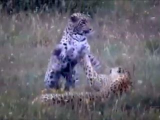 لحظه ترسناک مواجهه  اتفاقی طبیعت‌گرد ایرانی با ۲ پلنگ!