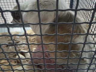 سپاه پاسداران از «دستگیری و بازجویی» دفن‌کننده لاشه یک سگ در گورستانی در اطراف رشت خبر داد