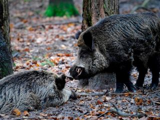 مرد ایتالیایی در جریان شکار گراز پدرش را از پای در آورد