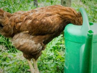 دامپزشکی تکذیب نکرد؛ مرغ‌های «تریاکی» سر سفره مردم