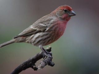 اخبار محققان با کاشت خاطرات ساختگی در مغز فنچ، نغمه جدید به پرنده آموختند