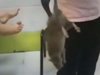 موش غول آسا در بیمارستان سعدی (شهید فقیهی) شیراز