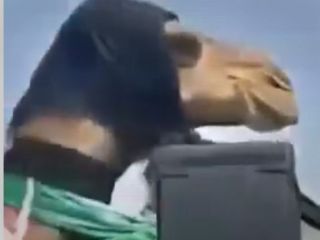 معرفی شتر خریداری شده برای رفع بلا با بلندگو در شهرک ثارالله