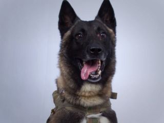 ترامپ عکس سگ شرکت کننده در عملیات کشتن ابوبکر البغدادی را منتشر کرد