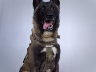 نژاد سگ قهرمانی که البغدادی را گیر انداخت پرطرفدار شد؛ اما کارشناسان می‌گویند مناسب سگ خانگی نیست