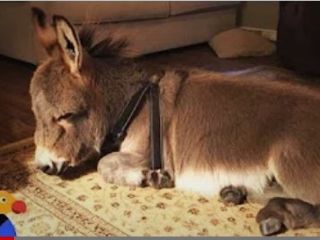 کره الاغی که دوست دارد سگ خانگی باشد