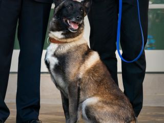 رونمایی ترامپ از سگی که به گفته وی کمک کرد تا البغدادی «مثل سگ بمیرد»