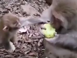 مصداق وضعیت جمهوری اسلامی و مردم