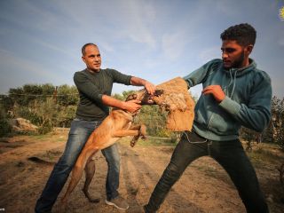 به مدرسه سگ‌ها در «غزه» خوش آمدید - تصاویر