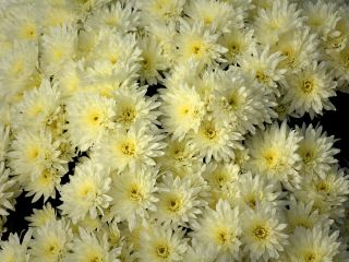 فال روز جمعه ۱۳ دسامبر - ۲۲ آذر.