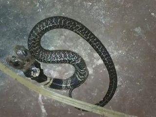 پیدا شدن یک مار کبرای دو سَر در شرق هند