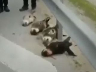 الاغ ها با سرهای بریده در اطراف تهران