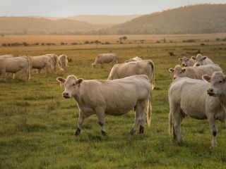 گاوها در مورد غذا و آب و هوا با یکدیگر صحبت می‌کنند