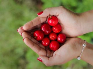 گیلاس باربادوس ؛ میوه ای غنی از ویتامین C از خواص تا عوارض مصرف آن