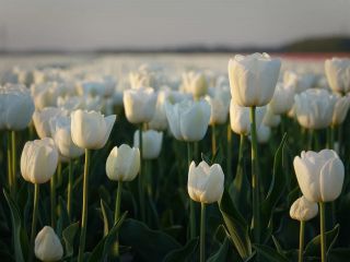 فال روز چهارشنبه ۶ می - ۱۷ اردیبهشت.