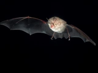 آیا ویروس جدید کرونا واقعا از آزمایشگاه بیرون آمده است؟