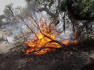 آتش سوزی دیگر, اینبار در کوه رباط ایذه