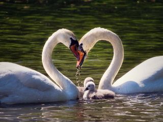 فال روز یکشنبه ۷ جون - ۱۸ خرداد