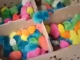 طریقه رنگ کردن جوجه های بینوا : لطفا هرگز جوجه رنگی نخرید