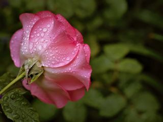 فال روز پنجشنبه ۲۵ جون - ۵ تیر