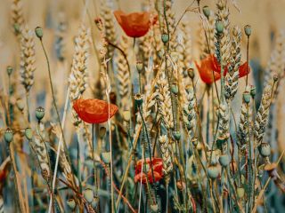 فال روز پنجشنبه ۹ جولای - ۱۹ تیر