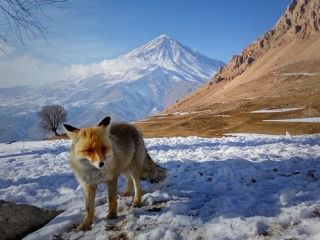 وقف دماوند؛ آیا مراتع ملار سند دارند؟