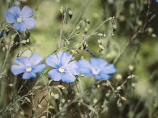 فال روز پنجشنبه ۳۰ جولای - ۹ مرداد