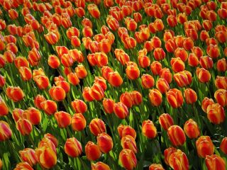 فال روز پنجشنبه ۱۰ سپتامبر - ۲۰ شهریور