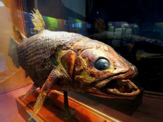 ۵ کشف علمی تصادفی که جهان را تغییر داد