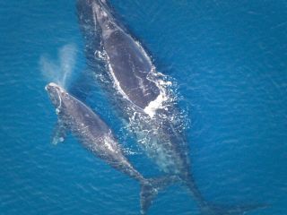 نهنگ‌ها و دلفین‌ها در معرض «خطر جدی و فوری» انقراض قرار دارند