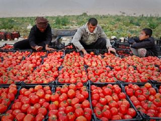 گوجه کشاورز ۵۰۰ تومان، گوجه مغازه ۲۳ هزار تومان!