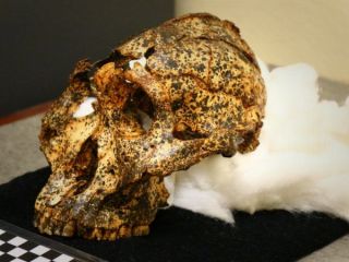 جمجمه دو میلیون ساله «عموزاده» اجداد انسان پیدا شد