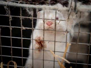 ویروس جهش یافته کرونا؛ «خوشه پنج» چیست؟