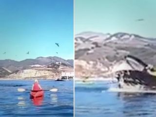 یک نهنگ دو زن قایق سوار را در کالیفرنیا بلعید - ویدیو