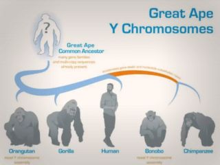 رمزگشایی فرگشت کروموزوم Y در میمون‌های بزرگ