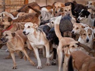 ماجرای شایعه تولید سوسیس و کالباس از گوشت سگ در مشهد