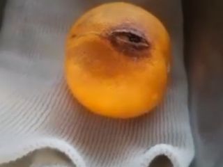 پرتقال نظر کرده در شیراز که یک چشم دارد و گریه می کند!