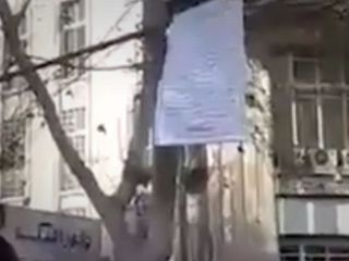 اعتراض مغازه دار به بستن محل کسبش با بالا رفتن از درخت جلوی دادستانی