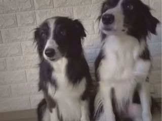 سگهای باهوش تر از خیلی از انسانها!  (حالا باز برید جانک فود بخورید)