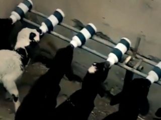 کلیپی دیدنی از شیر خوردن بره ها از شیشه های شیر