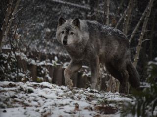 سگ‌های خانگی، گونه‌ای تکامل‌یافته‌ از گرگ‌های سیبری در عصر یخبندان