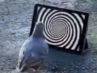 تله ها هم دیجیتال شدند : تله هیپنوتیزم کبوتر!