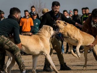 برگزارکنندگان مسابقه جنگ سگ‌ها در آذربایجان شرقی بازداشت شدند