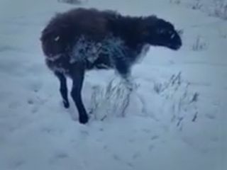قزاقستان: دما منفی ۵۱ درجه و حیوانات سرپا فریز شده!